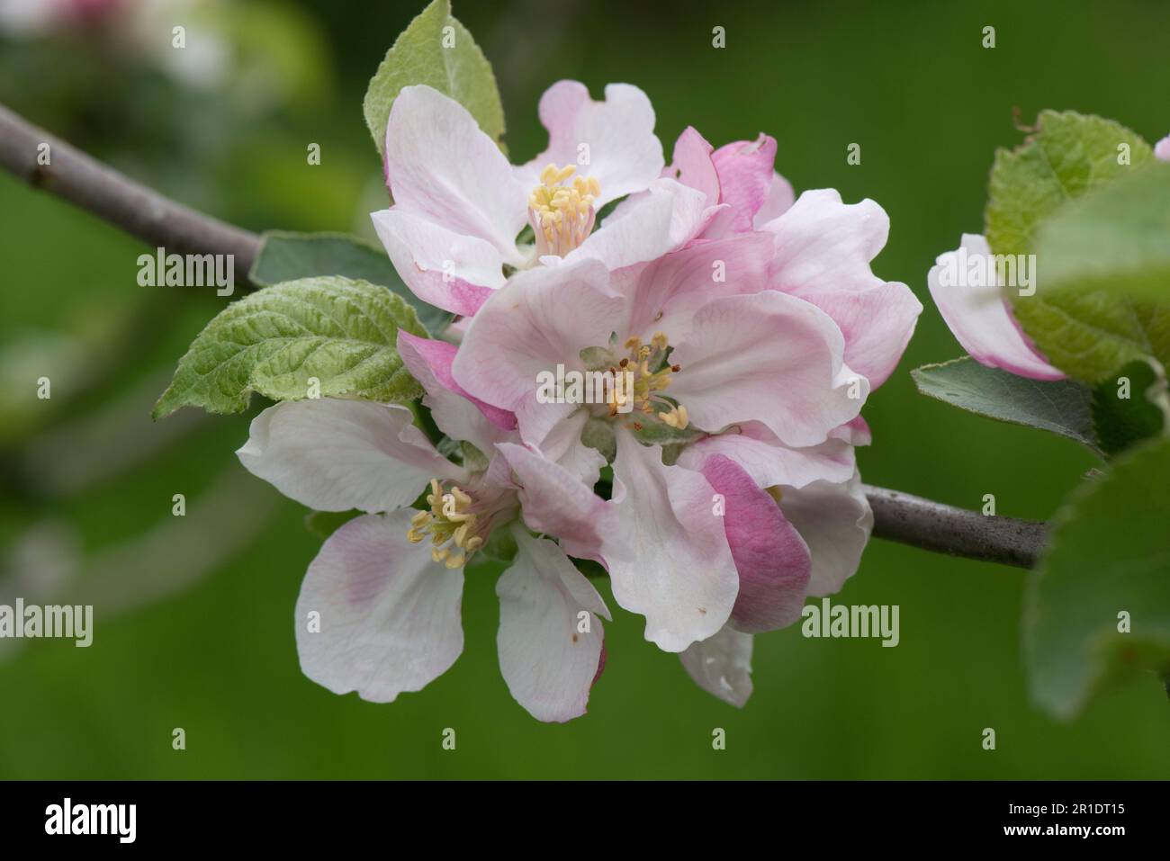 Fiore bianco e rosa su un melo da cucina Bramley (Malus domestica) con foglie giovani in primavera, Berkshire, maggio Foto Stock