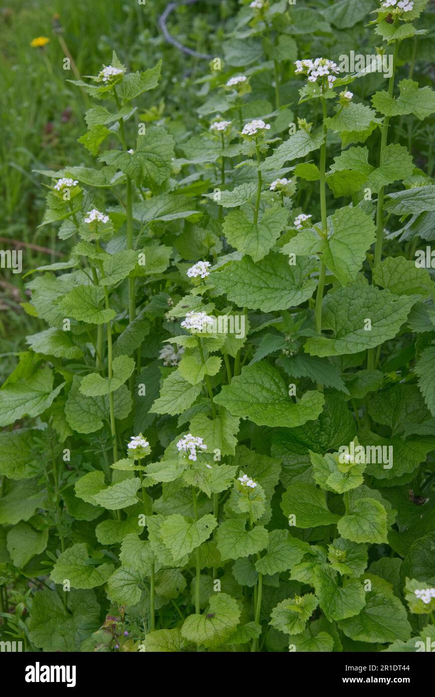 Jack-by-the-hedge, senape all'aglio (Alliaria petiolata) piante biennali erbacee a fiore bianco su terreni di scarto, Berkshire, maggio Foto Stock