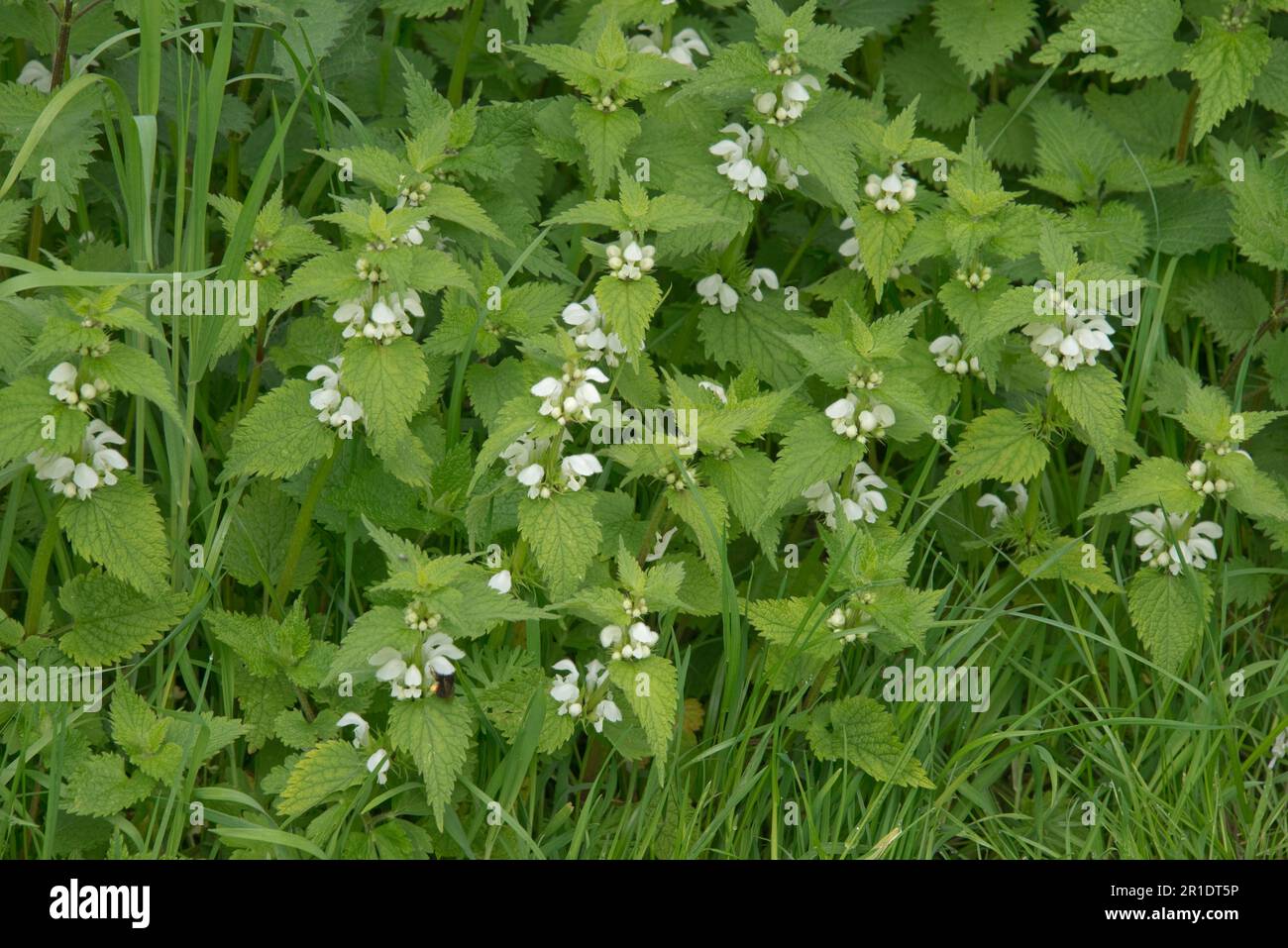 White Dead-Nettle (album Lamium) fiorito con le nettle pungenti (Urtica dioica) mescolato in per mostrare similarità delle foglie, Berkshire, maggio Foto Stock