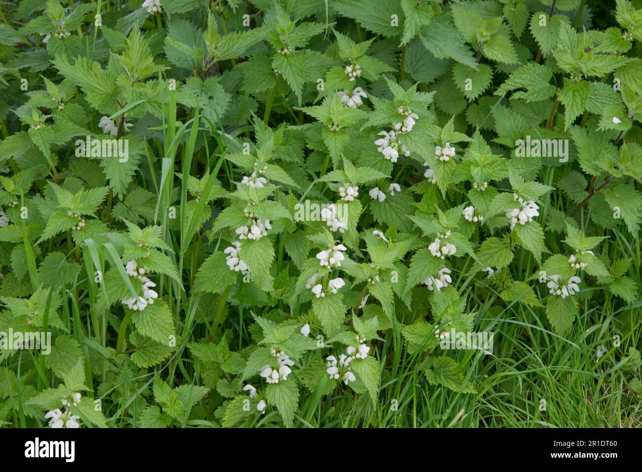 White Dead-Nettle (album Lamium) fiorito con le nettle pungenti (Urtica dioica) mescolato in per mostrare similarità delle foglie, Berkshire, maggio Foto Stock