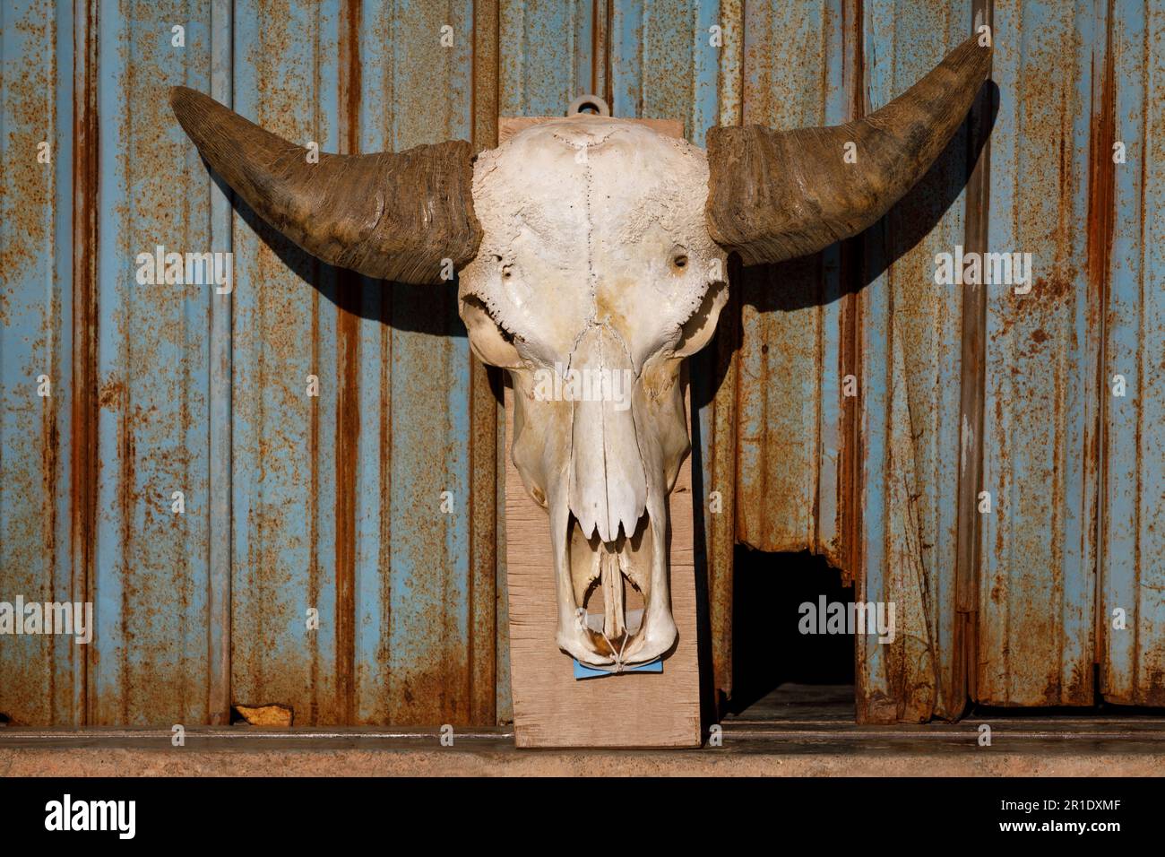 Cranio di Buffalo con corna grandi. Sfondo dell'otturatore in metallo blu arrugginito Foto Stock