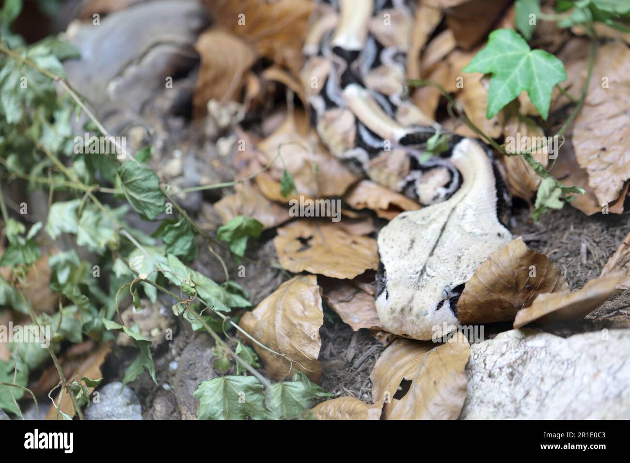 Östliche Gabunviper / Gaboon viper / Bitis gabonica Foto Stock