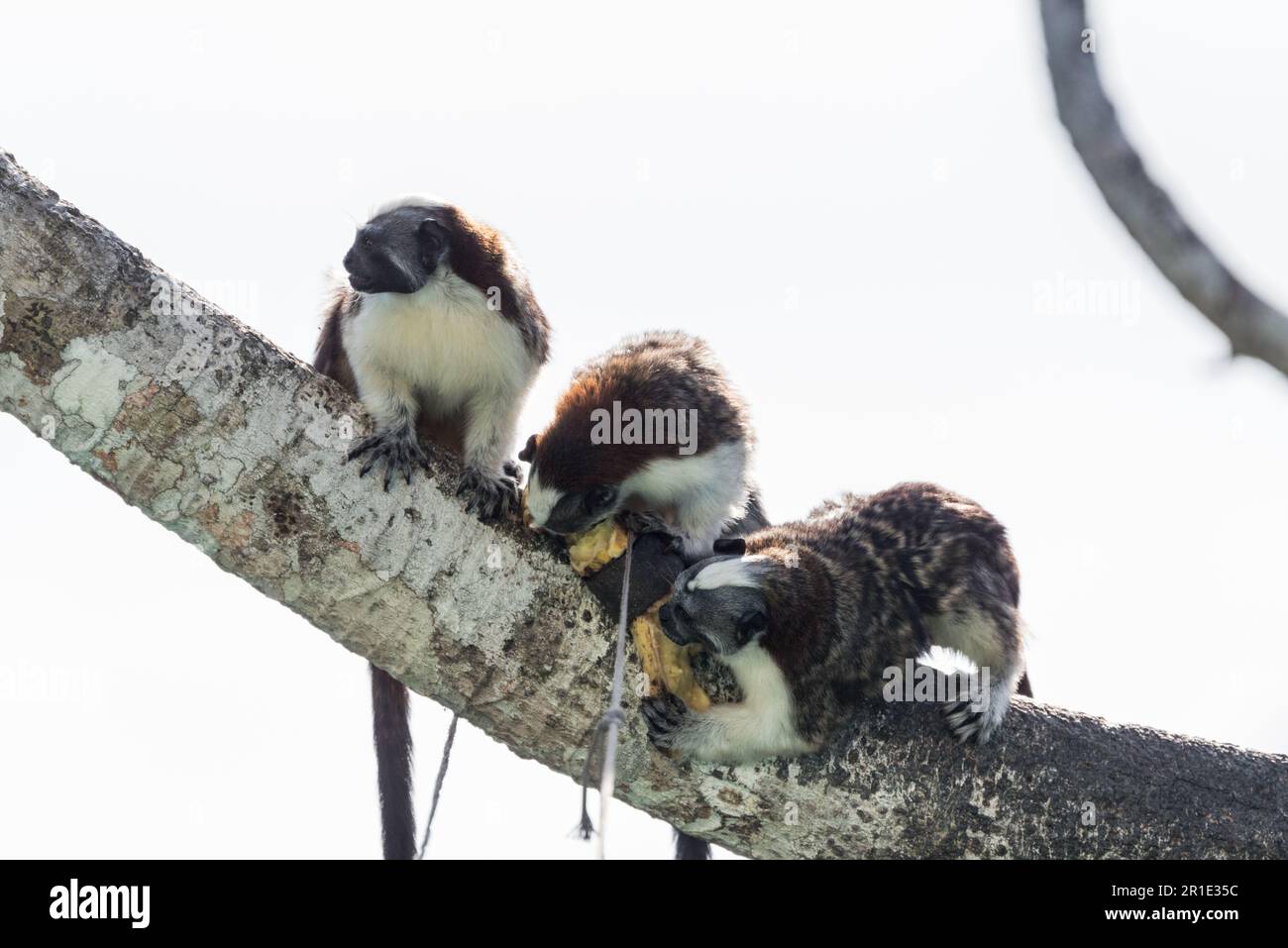 Scimmia Tamarina (Saguinus geoffroyi) nel Parco Nazionale di Soberania nutrirsi di esche di banana Foto Stock