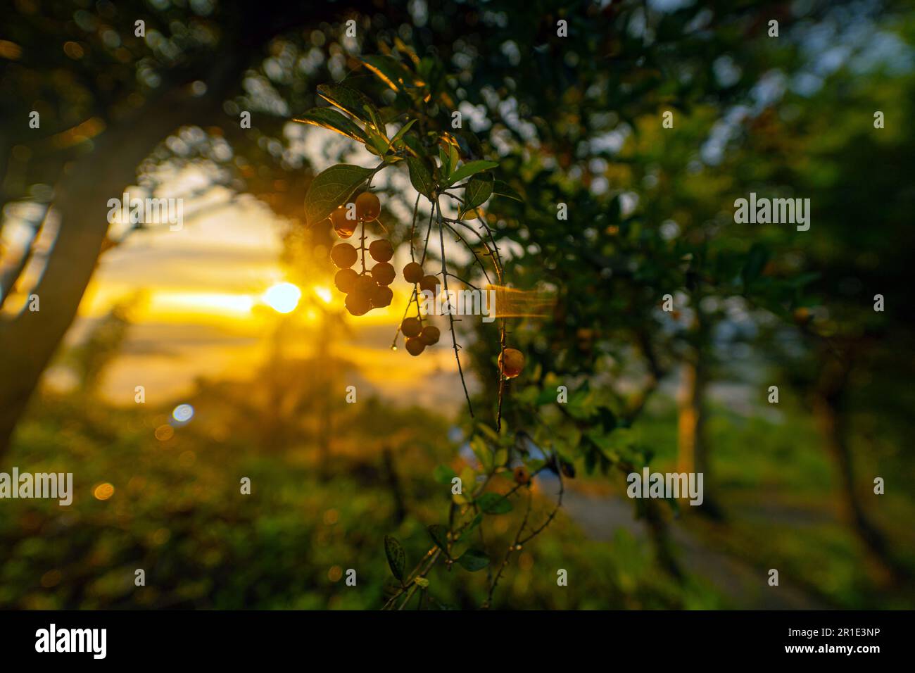 Albero del caffè sole 002 Foto Stock