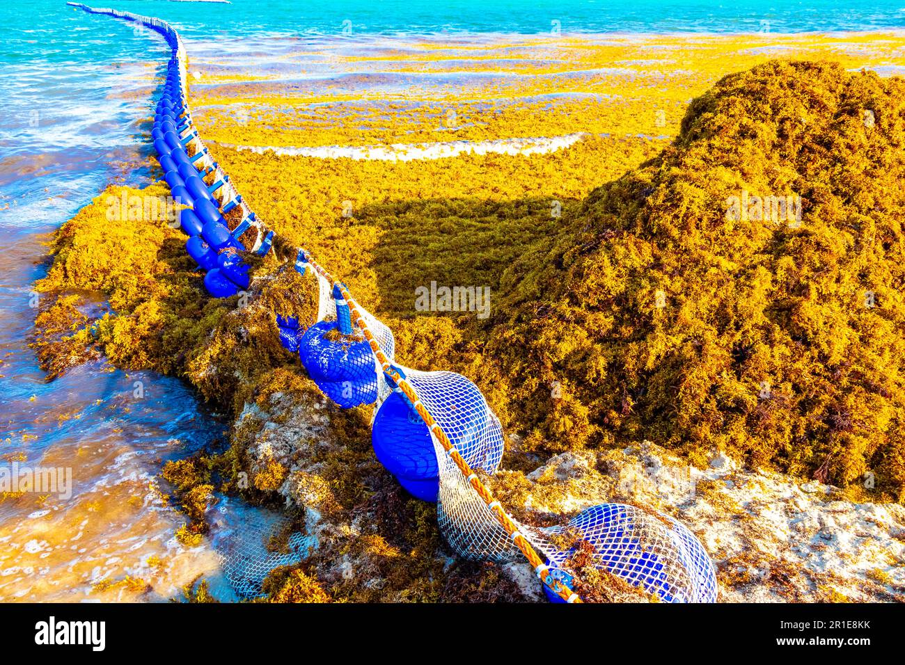 Grande problema disgustoso alla spiaggia tropicale dei caraibi messicani con alghe marine Sargazo rete in acque blu turchesi limpide a Playa del Carmen Messico. Foto Stock
