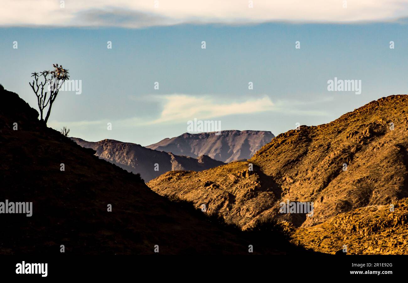 Montagne e valli dei monti Richtersveld, con la silhouette di un albero di falda, nella luce dorata del pomeriggio Foto Stock