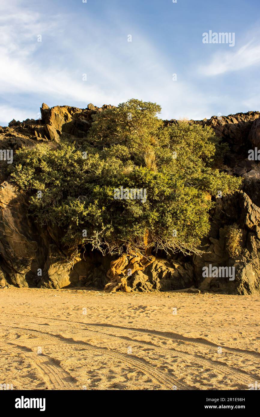 Un albero che cresce su una scogliera nel Parco Nazionale di Richtersveld, Sud Africa Foto Stock