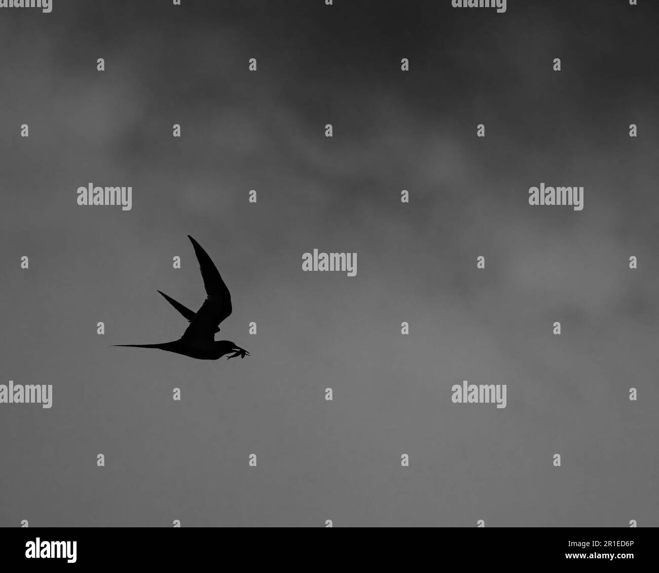 Una fotografia in bianco e nero di un uccello Tern dalla facciata bianca che sorvola il cielo Foto Stock