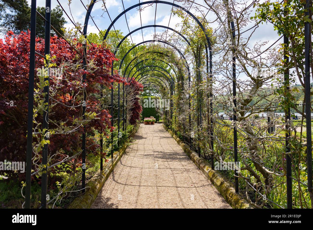 La passeggiata Trellis con diverse varietà di glicine in crescita, presso i giardini storici sulla tenuta Trentham, Stoke-on-Trent, Staffordshire Regno Unito. Foto Stock