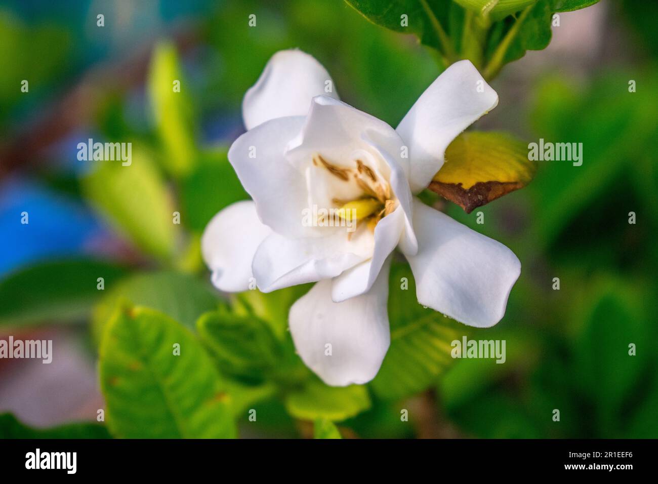 Fiore bianco Gardenia jasminoides (capo gelsomino) come decorazione del giardino Foto Stock