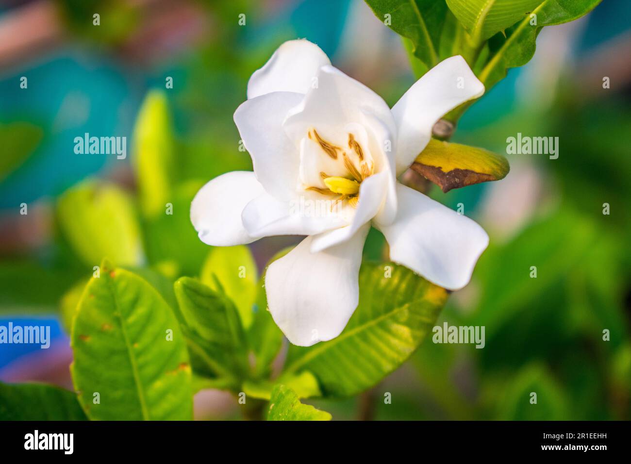 Bello fiore bianco Gardenia jasminoides (capo gelsomino) come decorazione del giardino. Primo piano Foto Stock