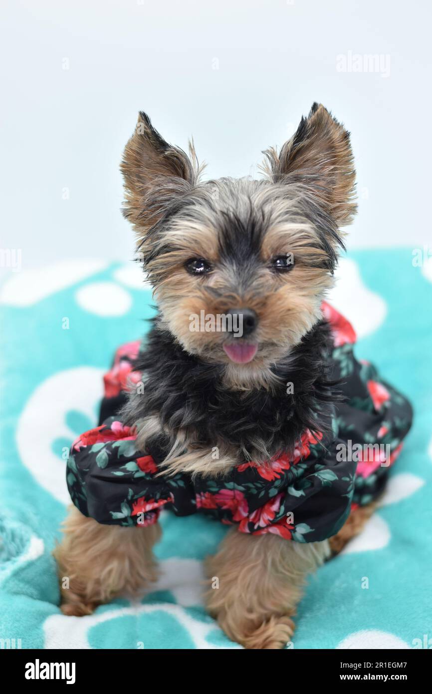 Old Yorkie in fiore vestito fronte Foto Stock