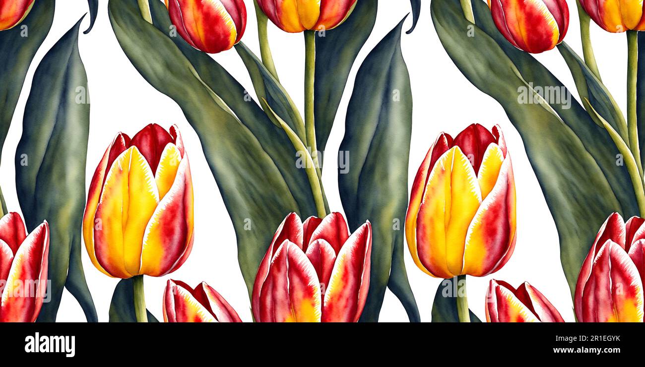 Tulip acquerello illustrazione tulipani sfondo bianco senza cuciture motivo Foto Stock