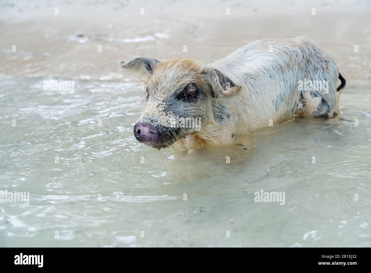 Maiale nuoto nelle Bahamas Foto Stock