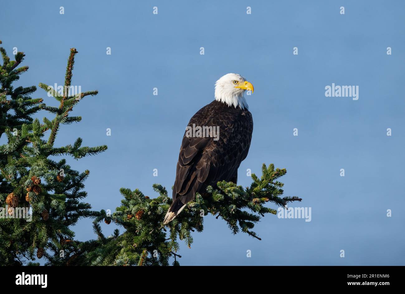Una Bald Eagle arroccata su un ramo di Sitka Spruce che si affaccia sull'Oceano Pacifico. Foto Stock