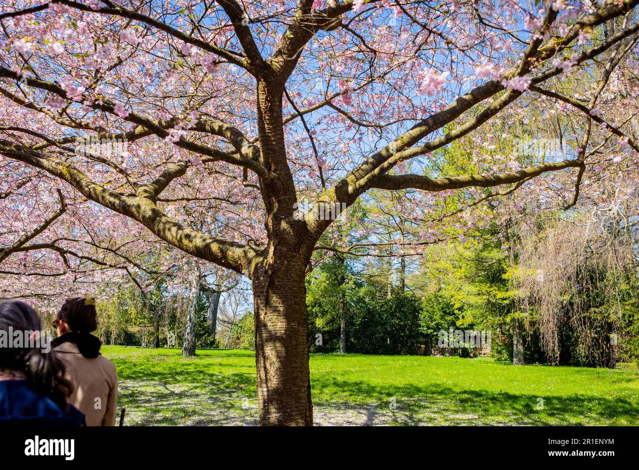 Fioritura primaverile dei ciliegi al cimitero di Bispegjerg a Copenaghen, Danimarca Foto Stock