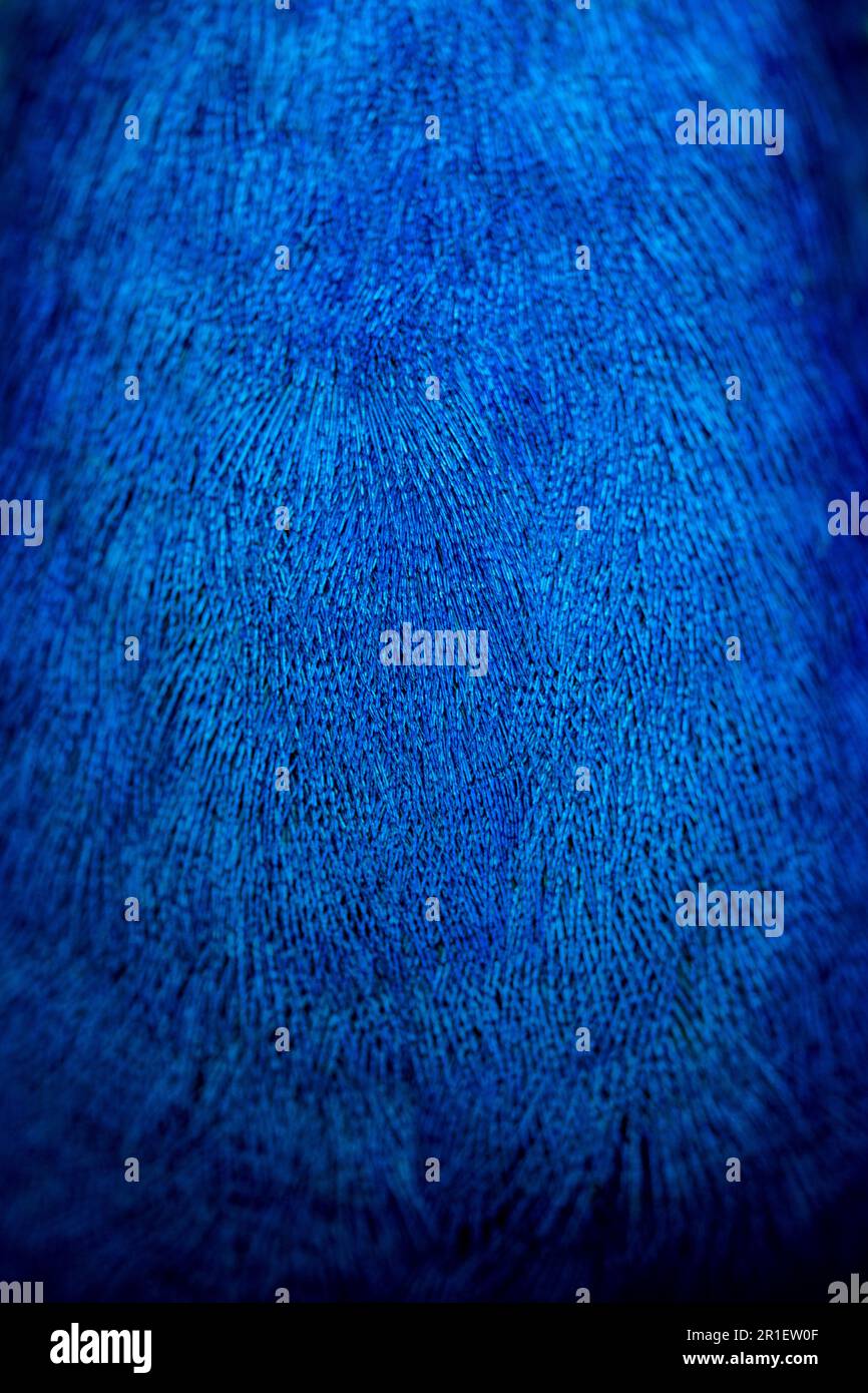 Dettaglio piume toraciche, Peacock, Valladolid, Spagna Foto Stock