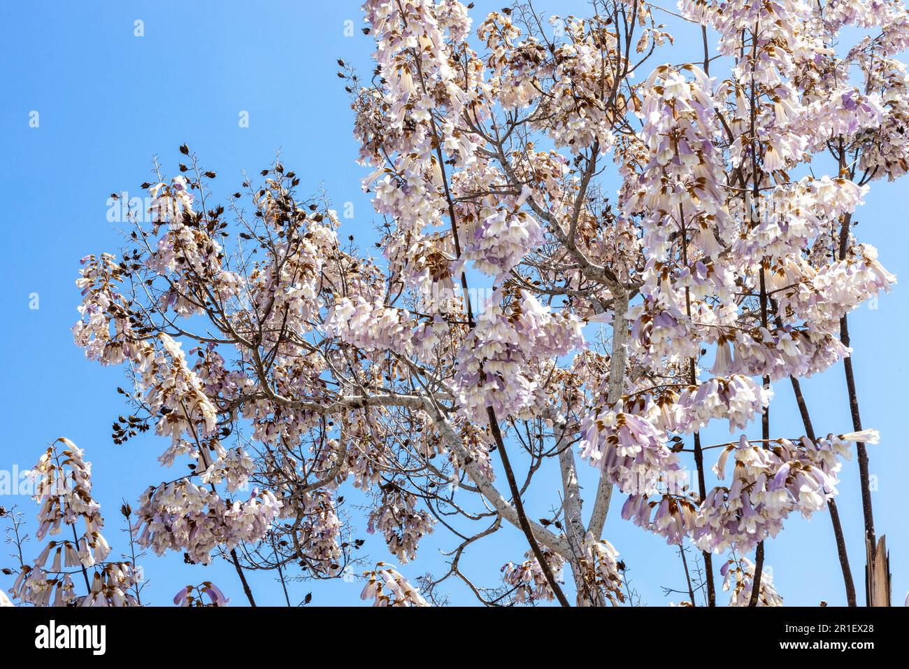 La paulownia tomentosa, nome comune albero principessa, imperatrice, o foxglove-albero, è un albero di legno duro deciduo della famiglia Paulowniaceae, nativo di c Foto Stock