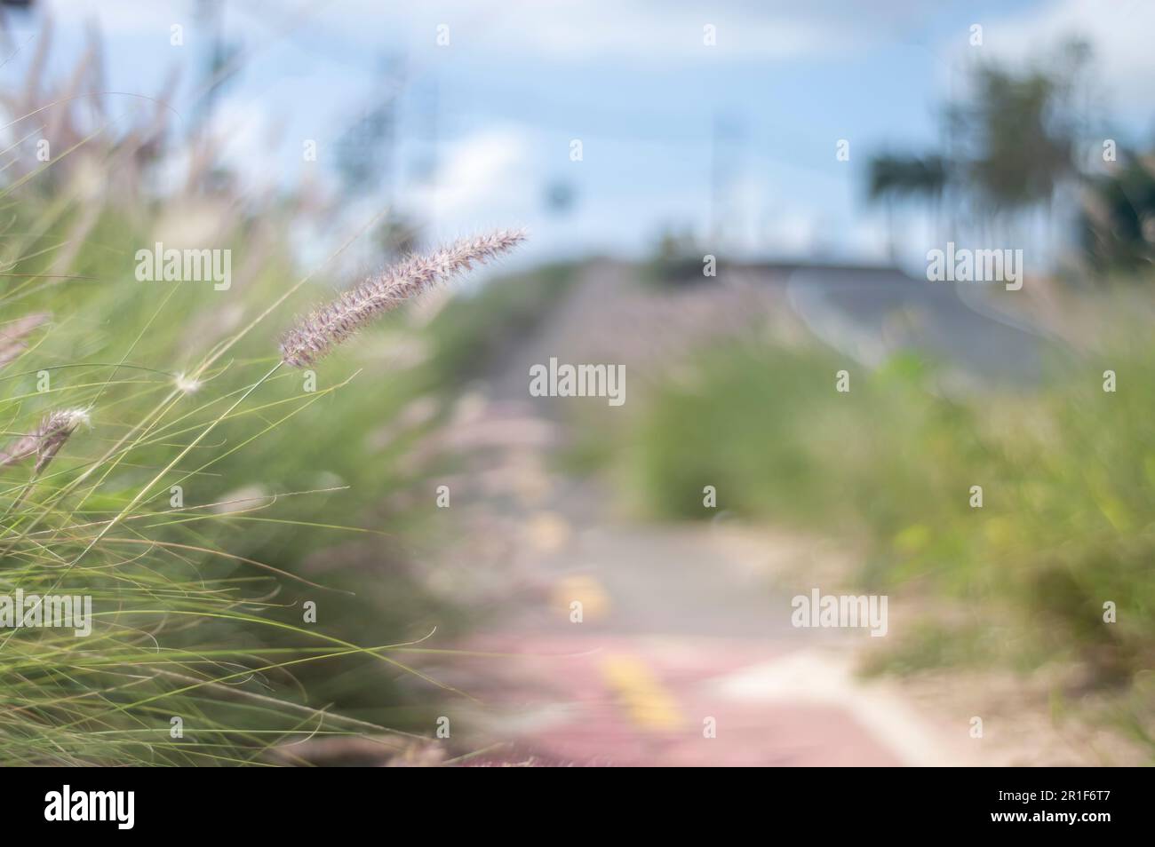 Texture con vegetazione e percorso ciclabile sfocato in background in una giornata di sole, concetto di vegetazione in urbano anbiente. Foto Stock