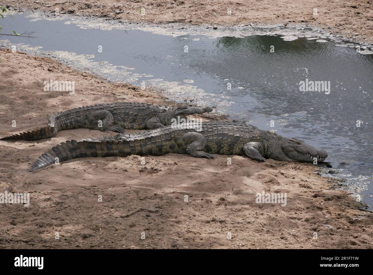 Coccodrilli che spianano sulle rive del fiume Mara Foto Stock