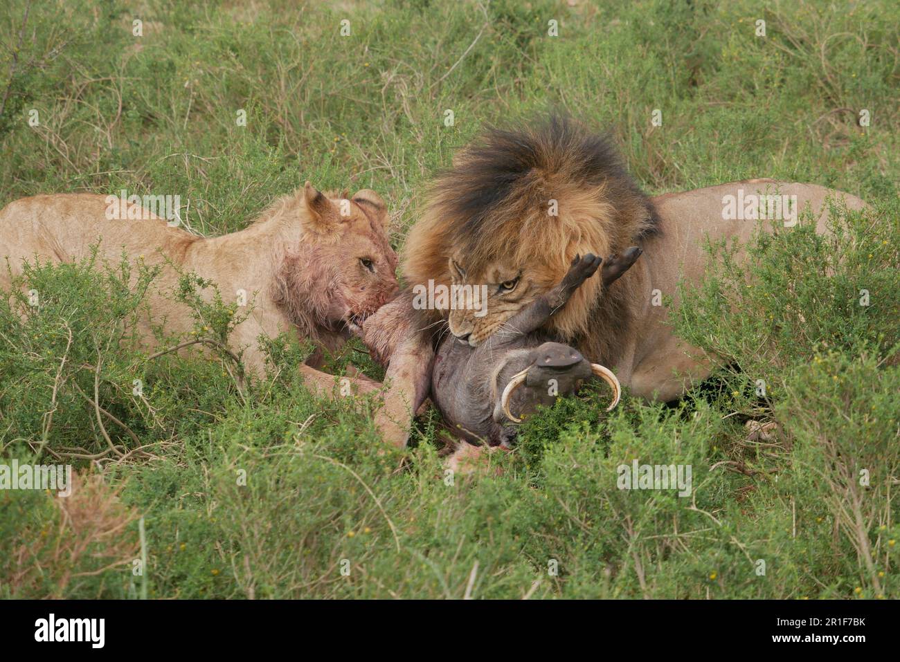 I Lions festeggiano con la loro uccisione di warthog sulle pianure di Mara Foto Stock