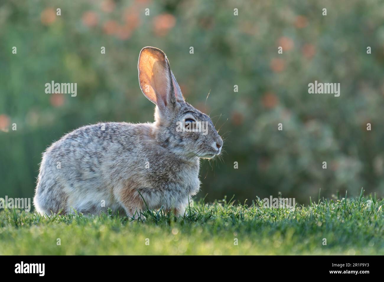 Immagine ravvicinata di un coniglio di coda di cotone del deserto con orecchie traslucide e retroilluminate Foto Stock