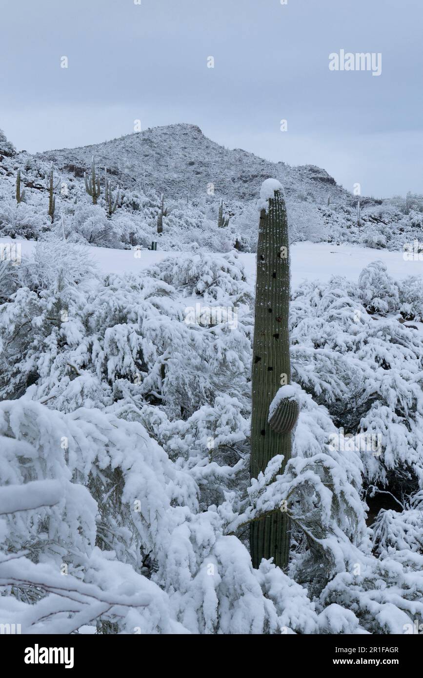Deserto di Sonora dopo una rara tempesta di neve Foto Stock