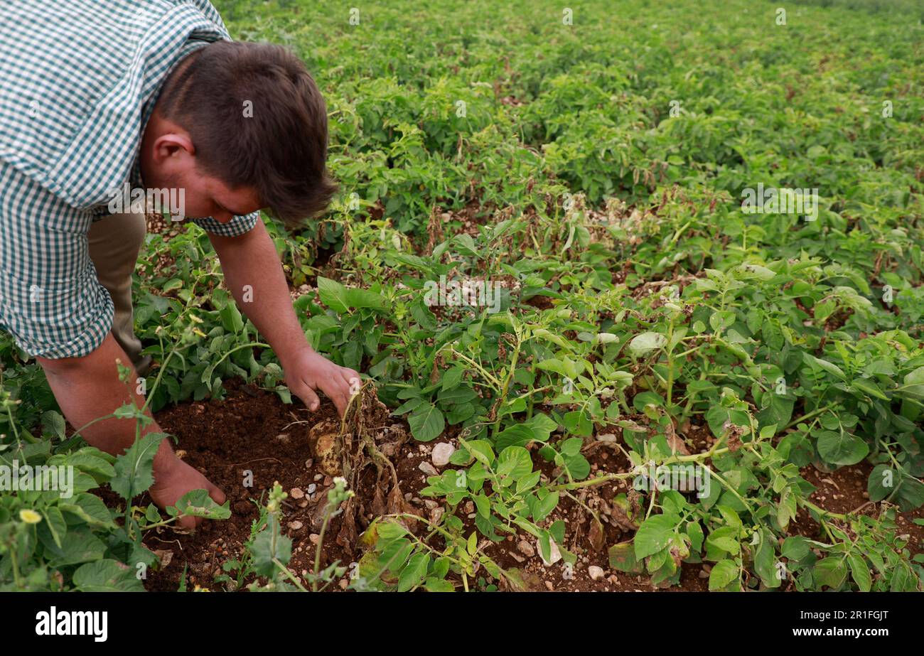 SA Pobla, Spagna. 13th maggio, 2023. Joan Francesc, contadino di Maiorca, osserva le condizioni delle patate nel suo campo. Le alte temperature e la mancanza di pioggia creano una situazione preoccupante a Maiorca. Credit: Clara Margais/dpa/Alamy Live News Foto Stock