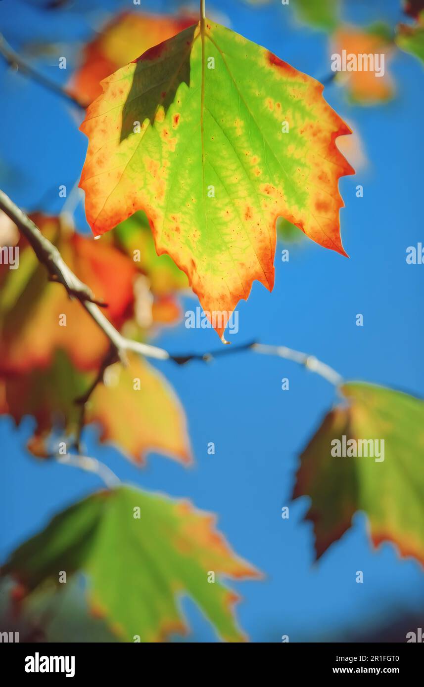 Baldacchino di foglia di acero brillante e vivace durante l'autunno o l'autunno Foto Stock