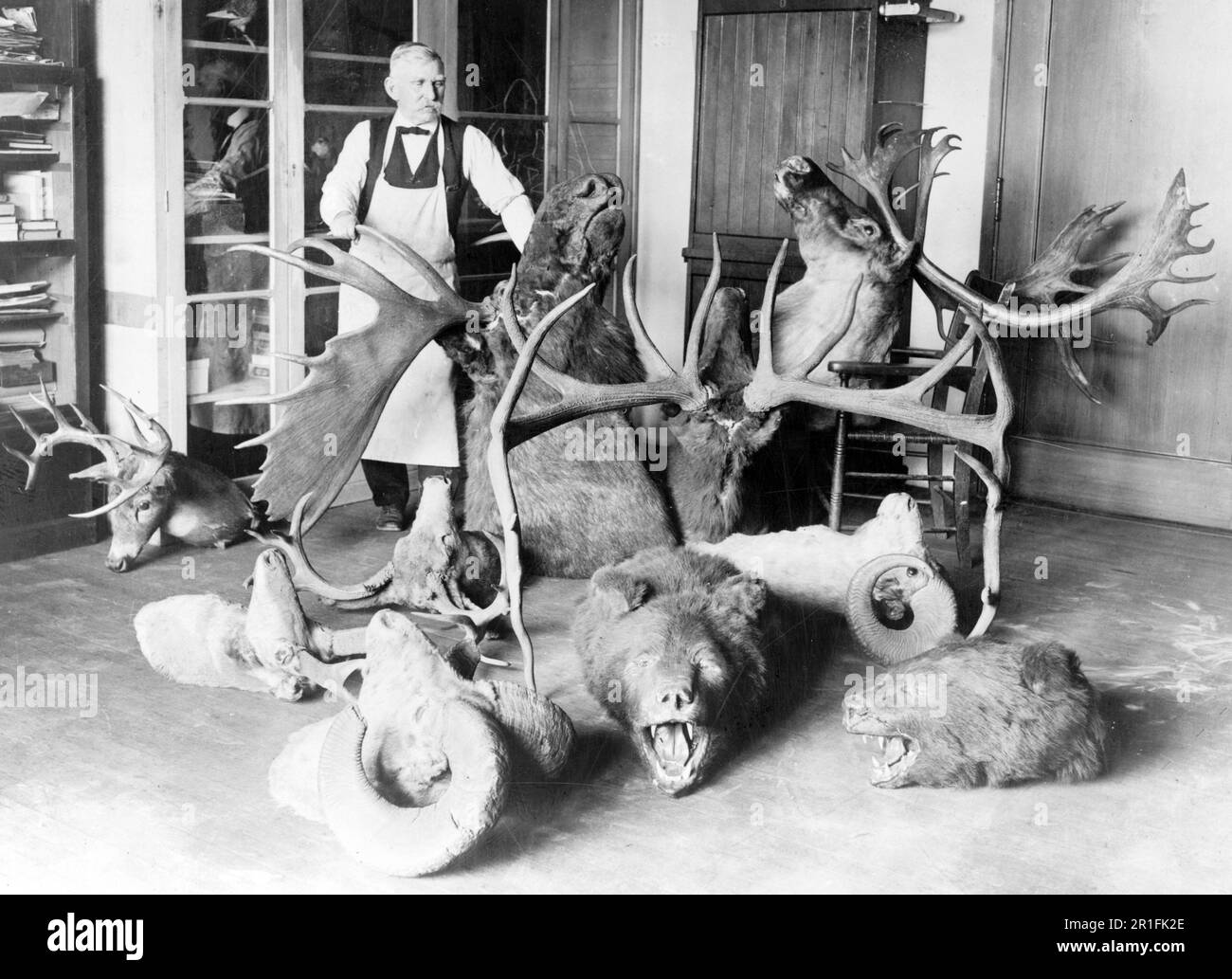 Foto d'archivio: George Marshall, decano dei tassidermisti al Museo Nazionale, fotografato con alcuni dei trofei della Casa Bianca ca. 1923 Foto Stock
