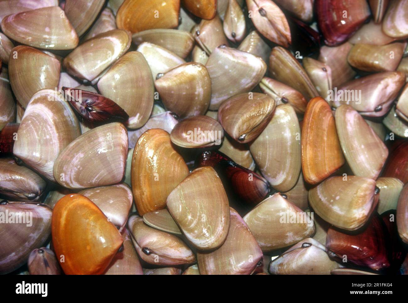 Pipis ( Donax deltoides ) piccole vongole di acqua salata commestibili o molluschi bivalvi marini mangiati in Australia. cibo bush aborigeno. Foto Stock