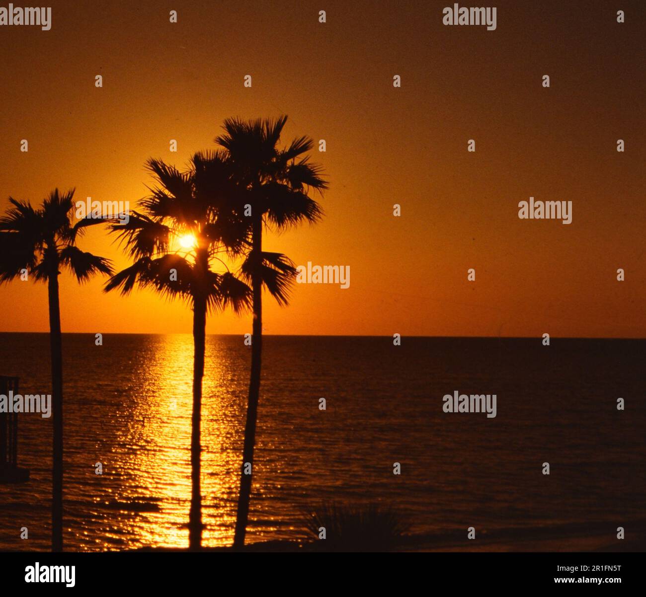 Tre palme che si stagliano di fronte ad un tramonto ca. 1965 Foto Stock