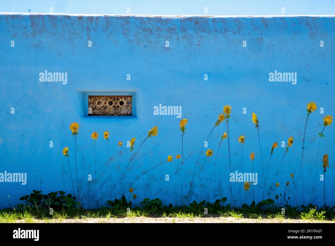 Girasoli gialli abbozzati su una parete blu brillante, Cerrillos, New Mexico, USA Foto Stock