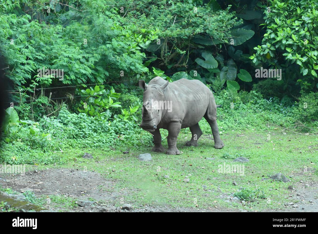 Rhino in cattività. Primen, Giava Orientale, Indonesia. Foto Stock