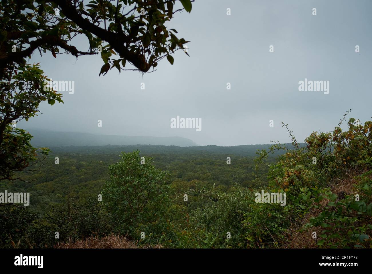 Una vista delle fitte foreste sempreverdi tropicali di Mahabaleshwar in Maharashtra, India Foto Stock