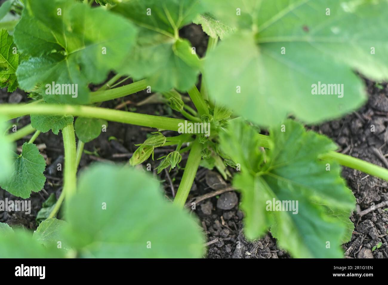 giovane pianta di zucchine o zucchine in giardino. Foto Stock