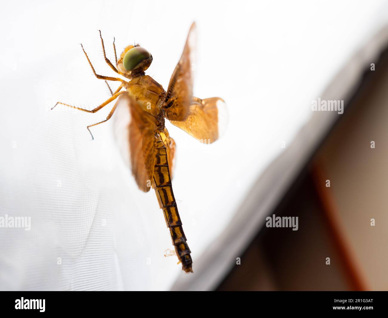 Primo piano sparo di una libellula marrone, un insetto volante appartenente all'infrastruttura Anisoptera sotto l'ordine Odonata Foto Stock