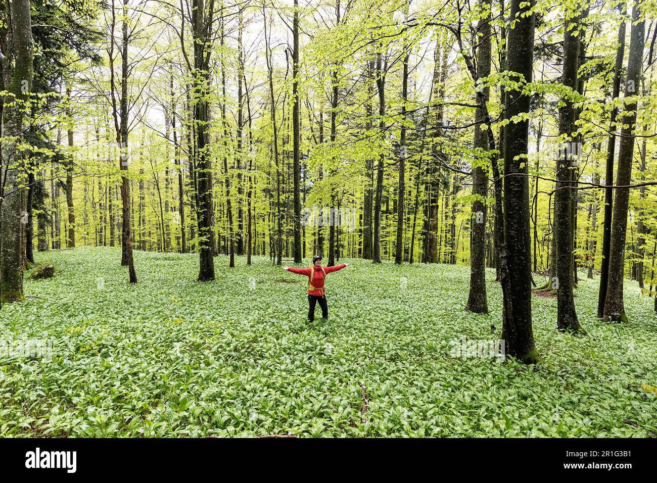 Turista, escursionista sul bellissimo tappeto di aglio selvatico (Allium ursinum) nella foresta di Kocevski rog, foresta primordiale nella regione di notranjska, slovenia Foto Stock