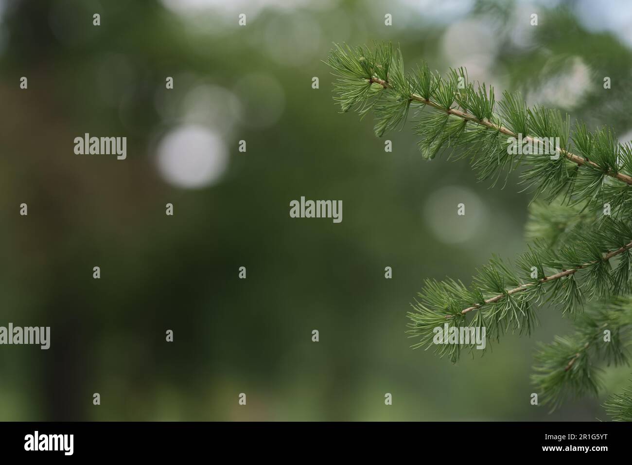 Rami di larice verde freschi con spazio di copia, messa a fuoco superficiale Foto Stock