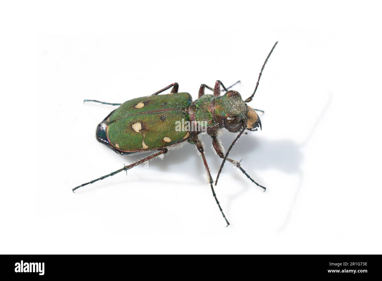 Coleottero verde Cicindela campestris isolato su sfondo bianco Foto Stock