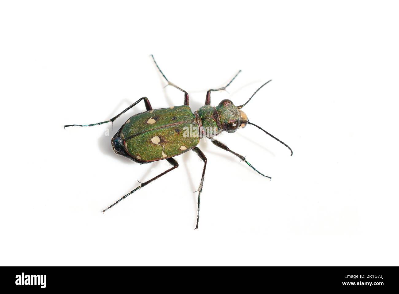 Coleottero verde Cicindela campestris isolato su sfondo bianco Foto Stock