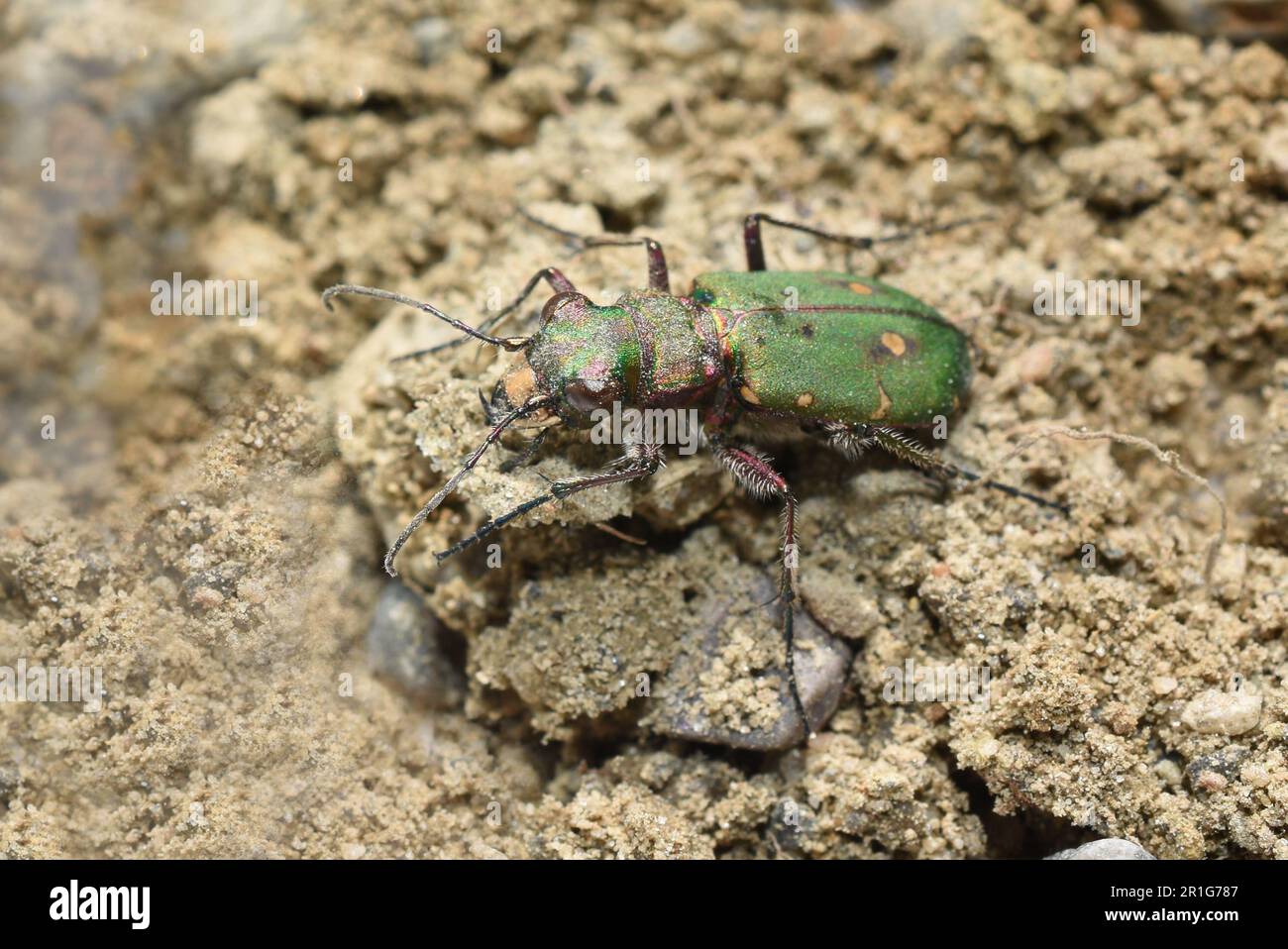 Coleottero verde Cicindela campestris su sabbia ambiente naturale Foto Stock