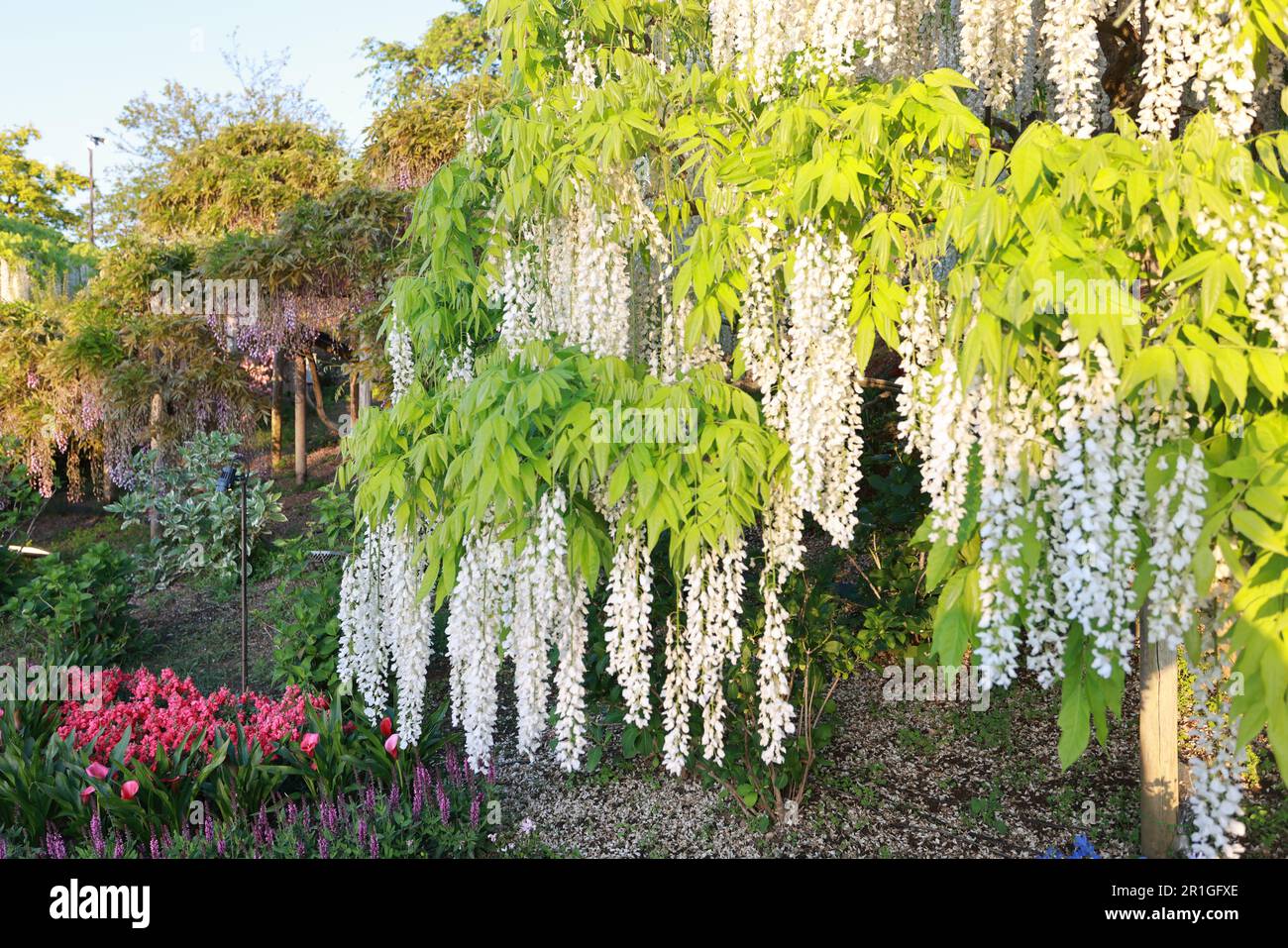 Banging wisterias bianco nella stagione primaverile in Giappone Foto Stock