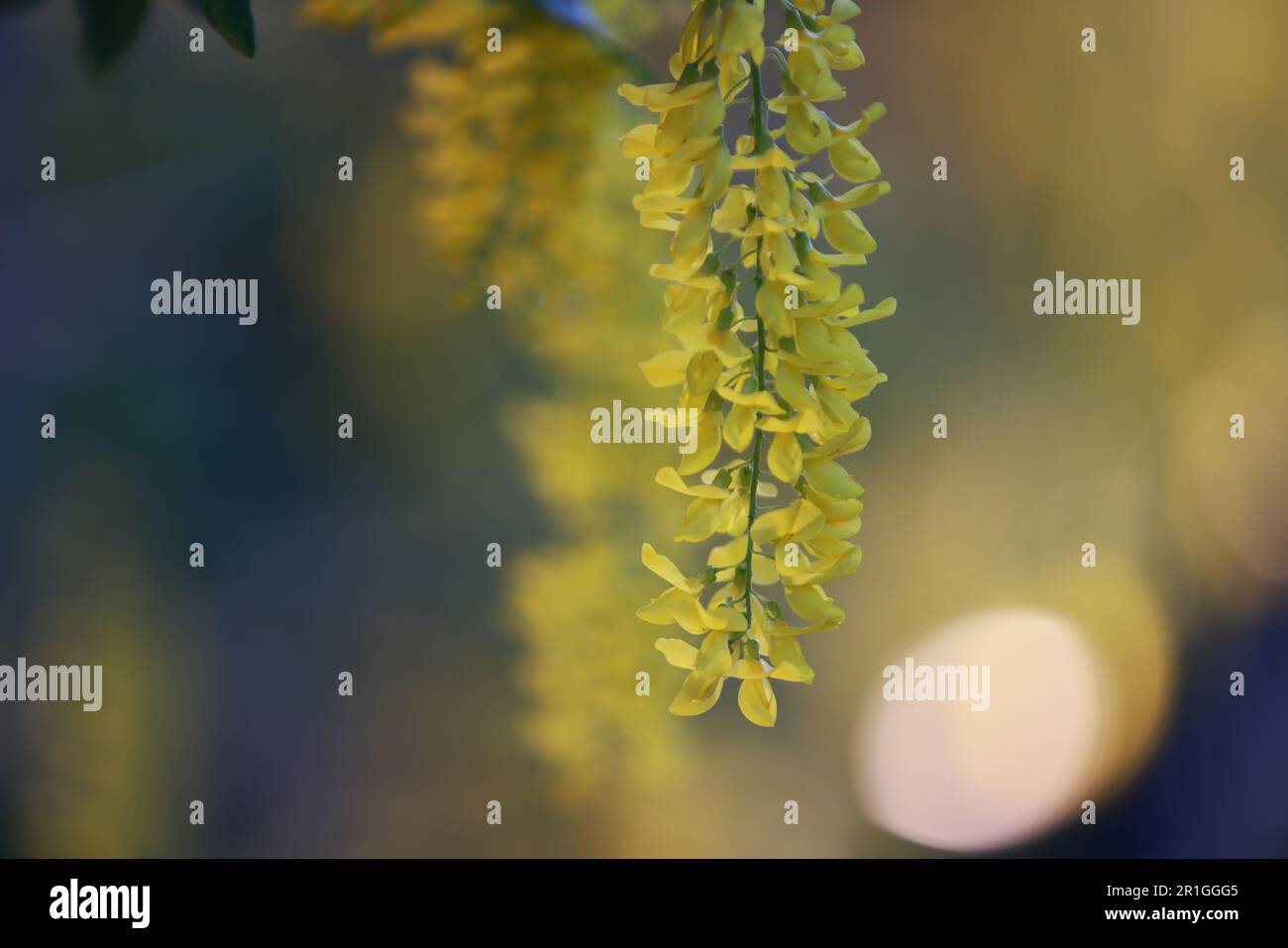 Banging glicine nella stagione primaverile in Giappone Foto Stock