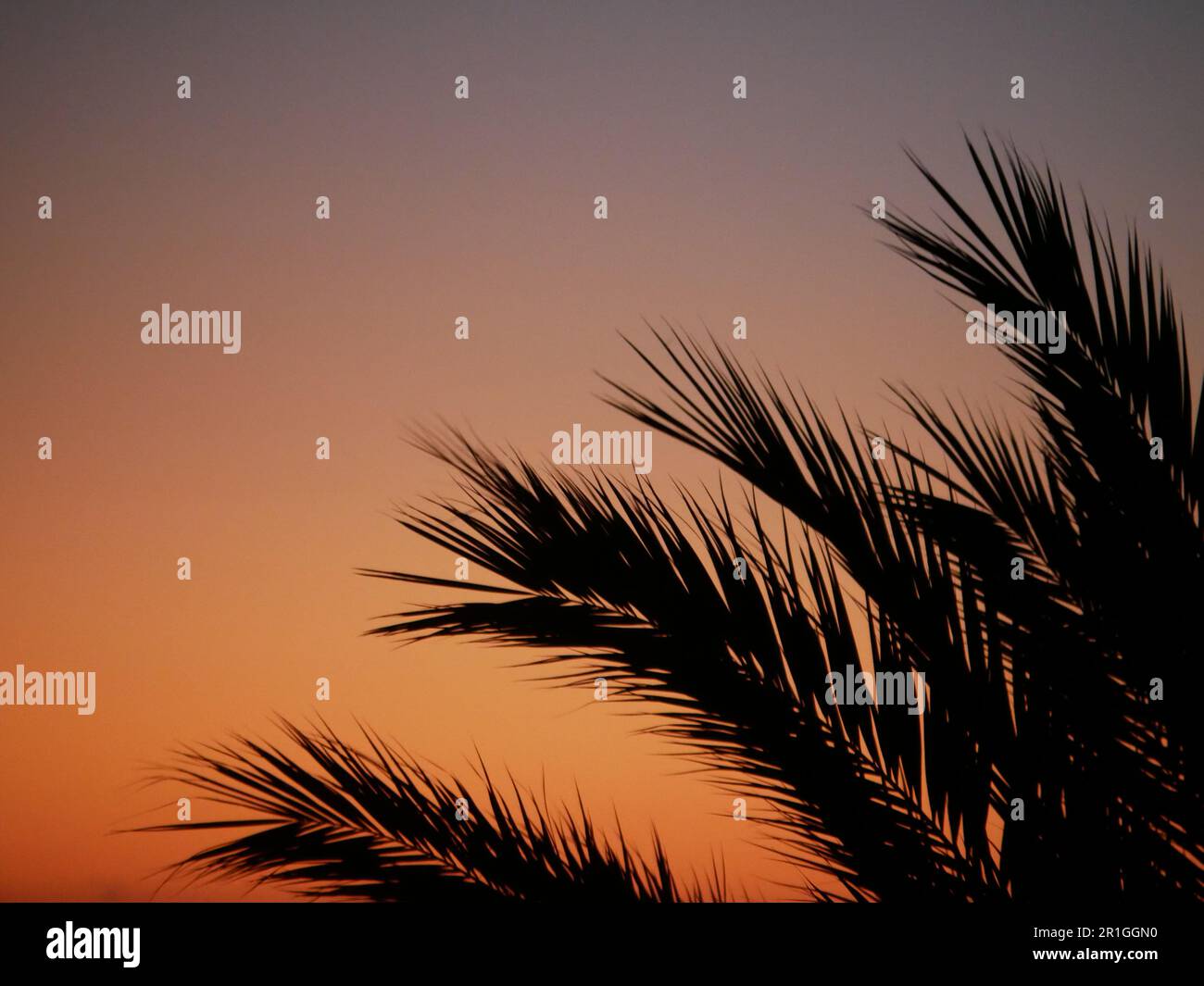 la silhouette delle foglie di palma al tramonto arancione Foto Stock