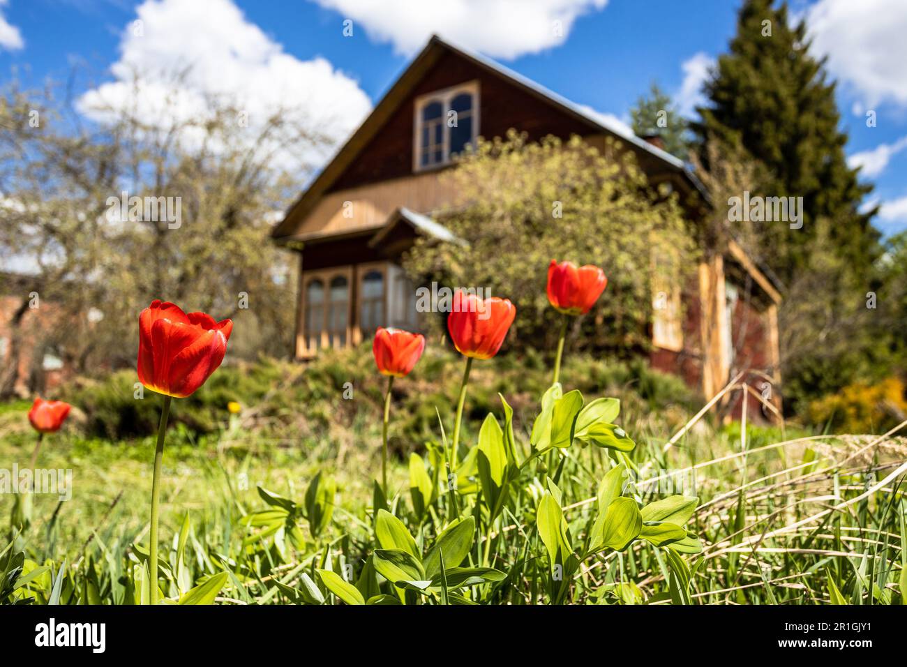 tulipani rossi naturali nel cortile della casa rurale il giorno di primavera soleggiato Foto Stock