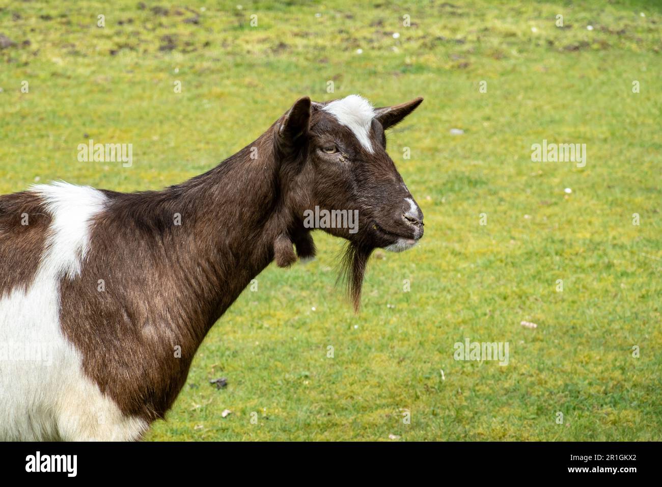 Capra olandese di Bonte, Capra aegagrus hircus, vista laterale della testa e della barba di capra bruno-bianca a pelo corto, Paesi Bassi Foto Stock