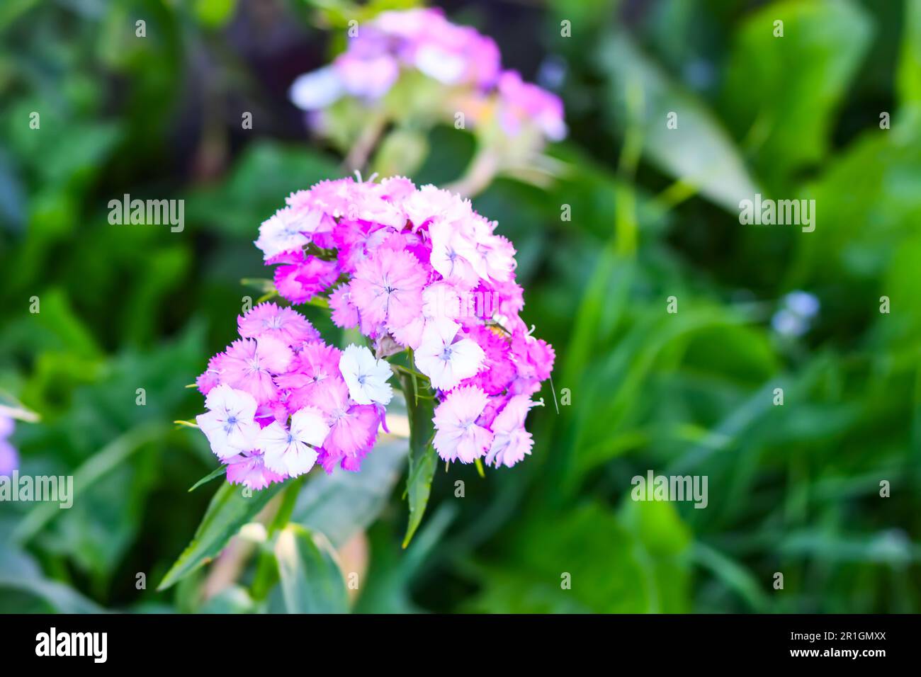 Il garofano turco fiorisce nel giardino estivo. Piante di Dianthus barbatus Foto Stock