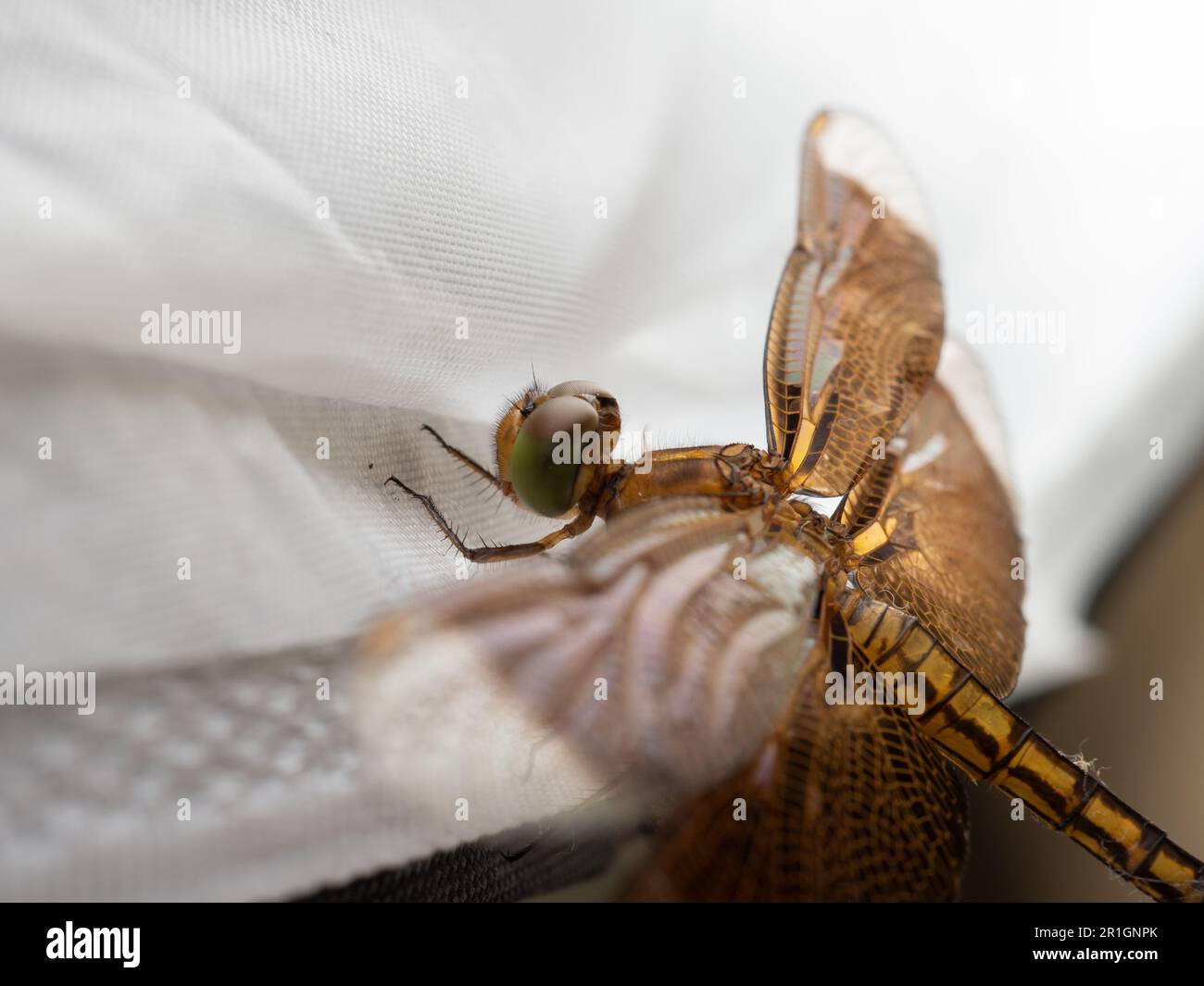 Primo piano sparo di una libellula marrone, un insetto volante appartenente all'infrastruttura Anisoptera sotto l'ordine Odonata Foto Stock
