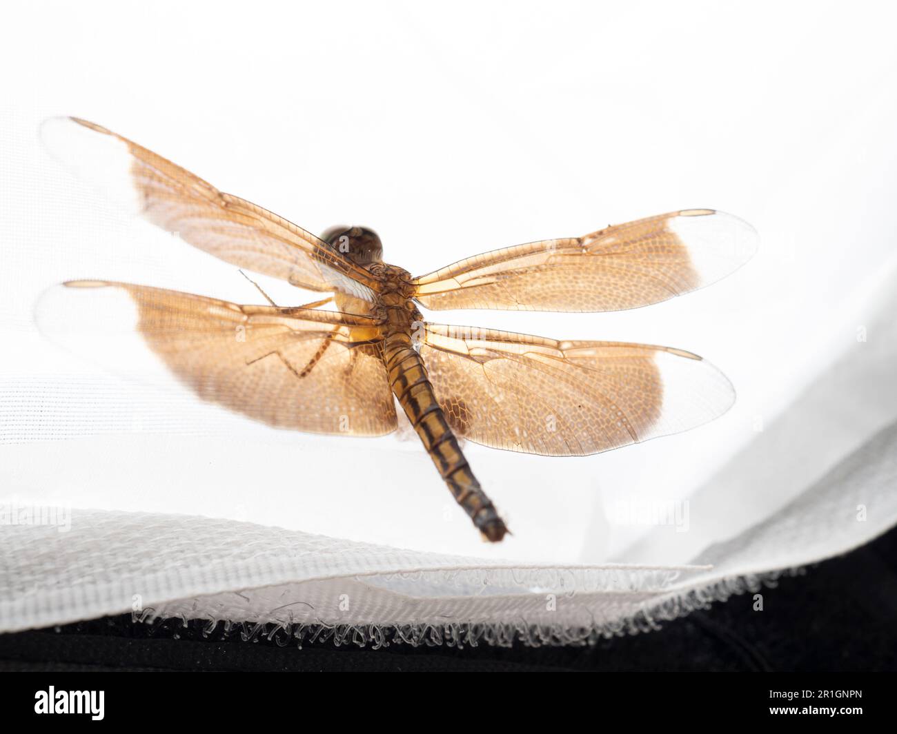 Primo piano sparo di una libellula marrone, un insetto volante appartenente all'infrastruttura Anisoptera sotto l'ordine Odonata Foto Stock